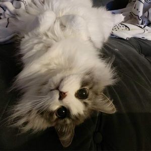 Meet your Posher, Thérè-sasa